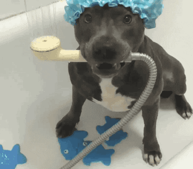 Hund in der Dusche